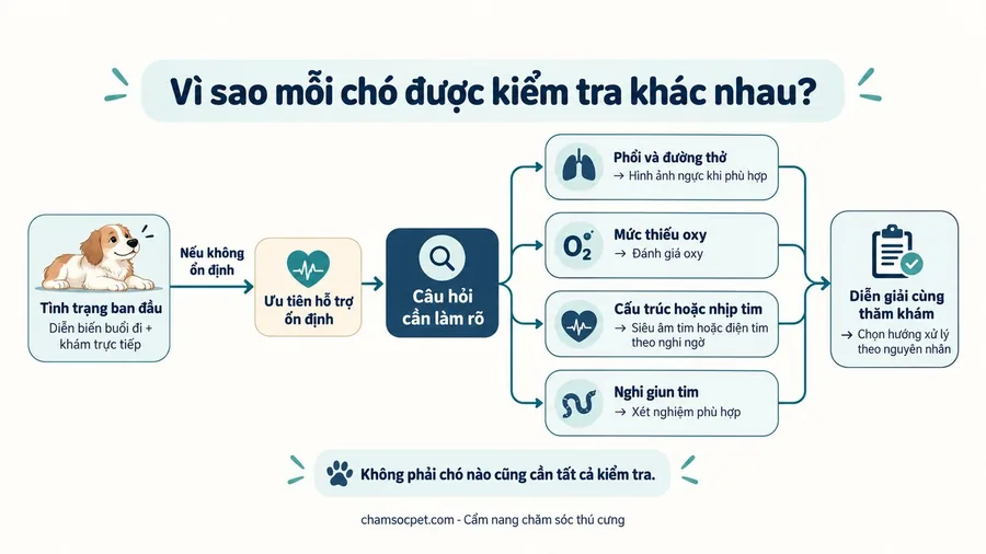 Sơ đồ bác sĩ đánh giá chó, ưu tiên ổn định khi cần rồi chọn kiểm tra phổi, oxy, tim hoặc giun tim theo nghi ngờ cụ thể.